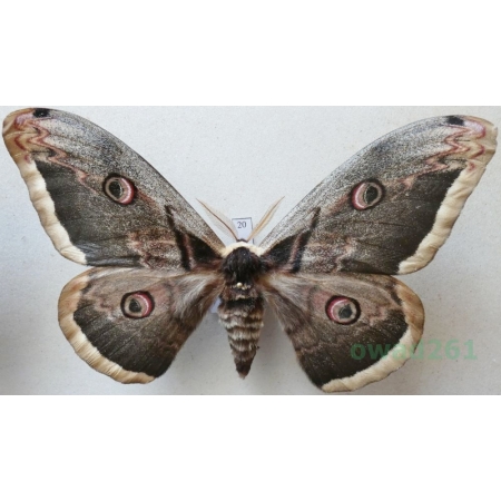 Saturnia pyri (Denis & Schiffermüller, 1775) male Pawica gruszówka ex. ovo Czech 112mm20